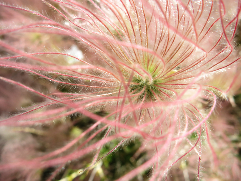 Apache Plume