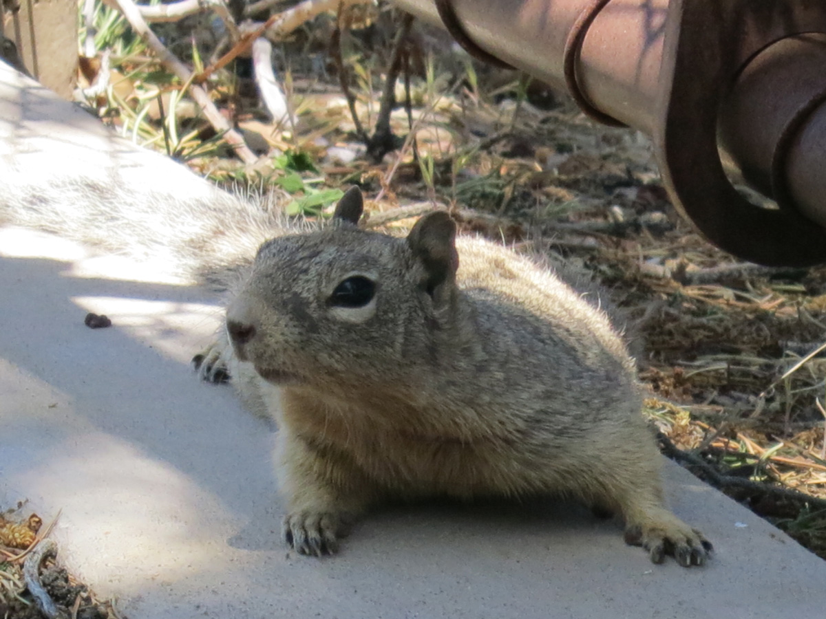 The Rock Squirrel