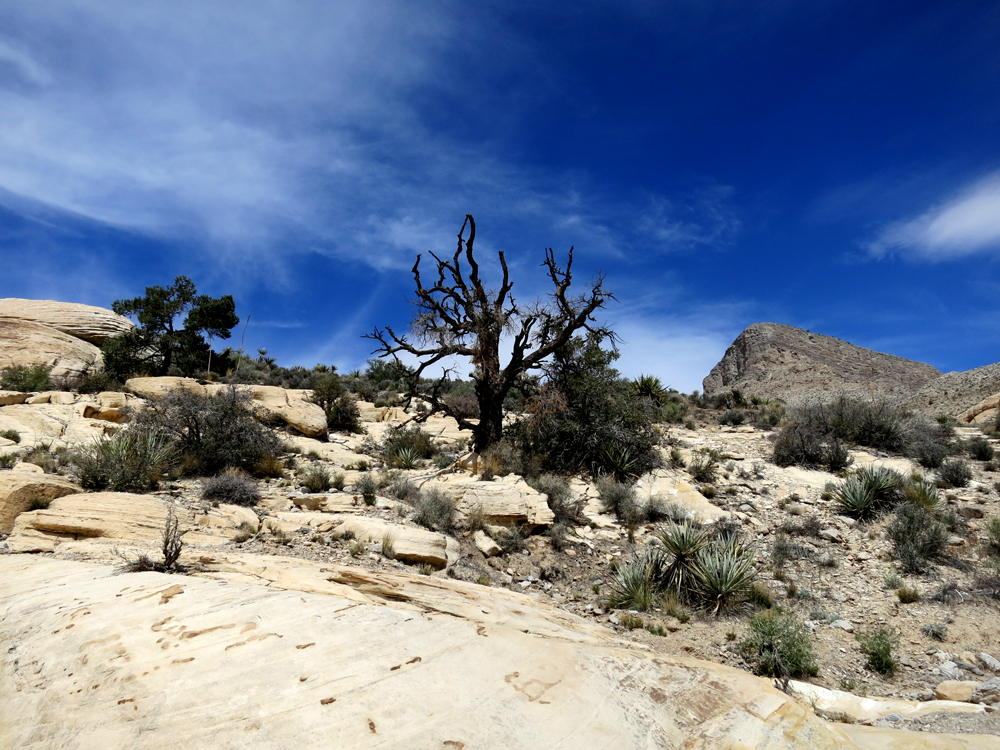 A Craggy Tree Grows in Red Rock Canyon