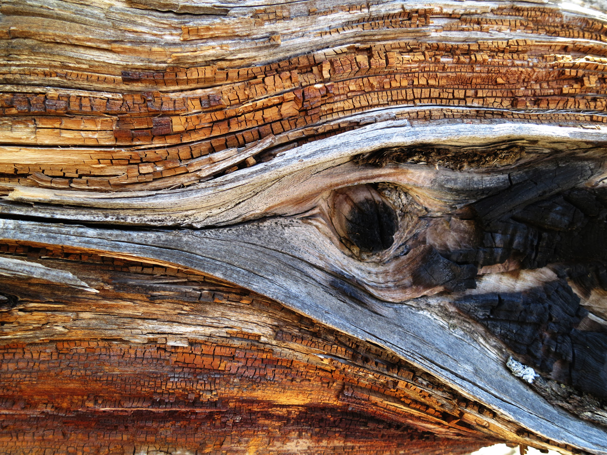 Golden Charred Black Eyed Tree