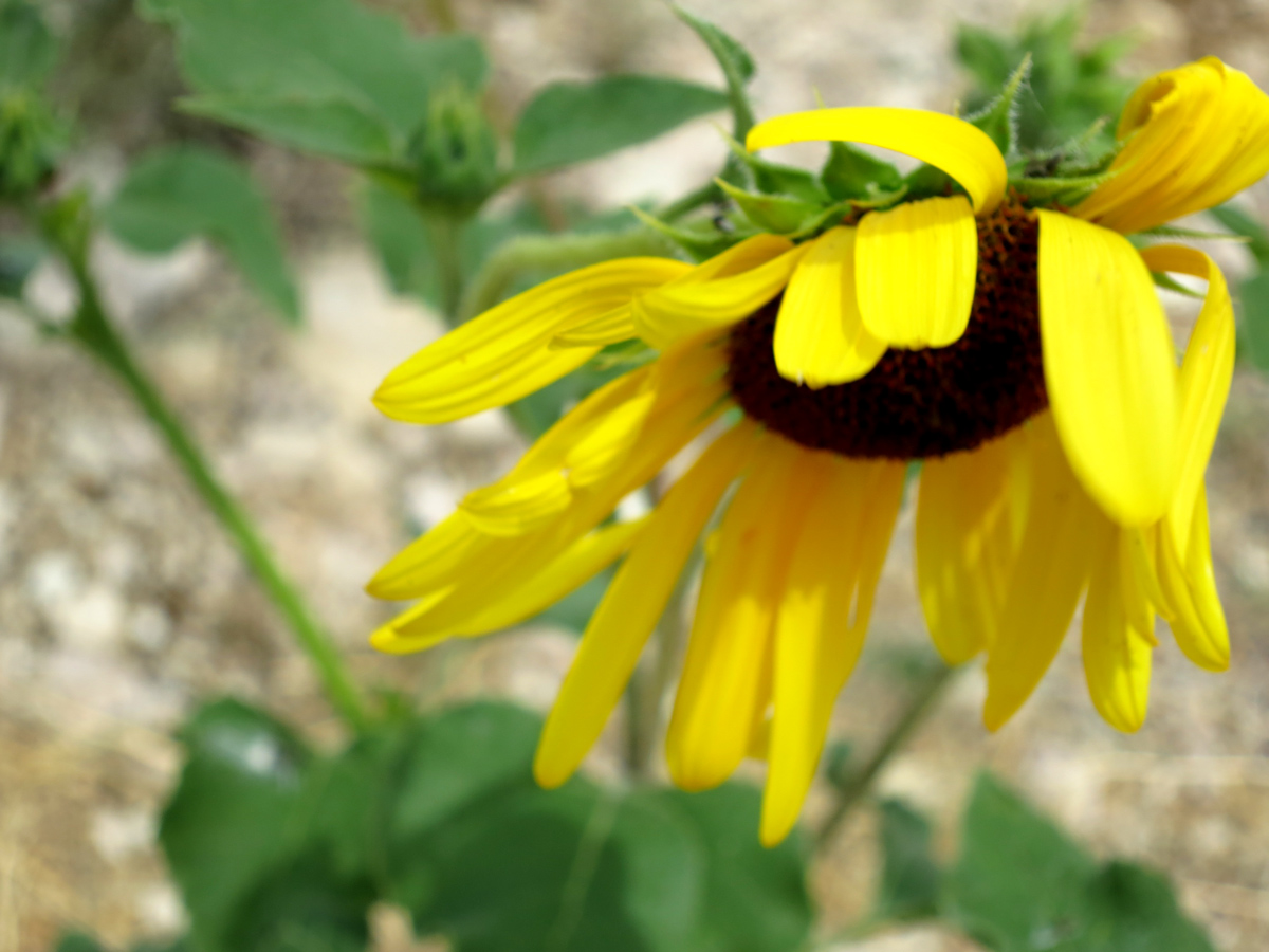 Windblown Flower