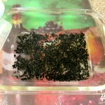 Seaweed Salad-Cover Bottom With Seaweed