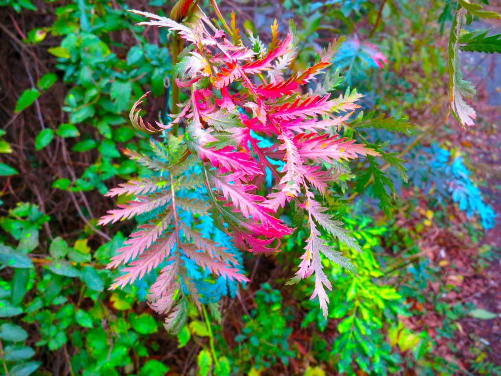 Fort Wetherill - Spraypainted Plants