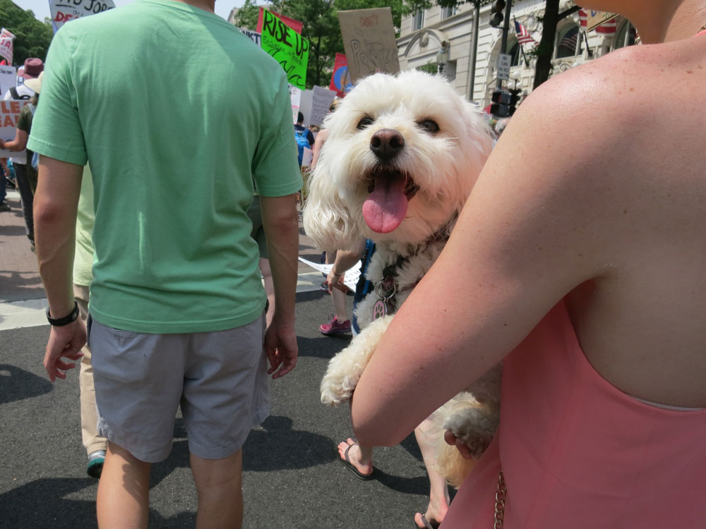 Climate March Pooch