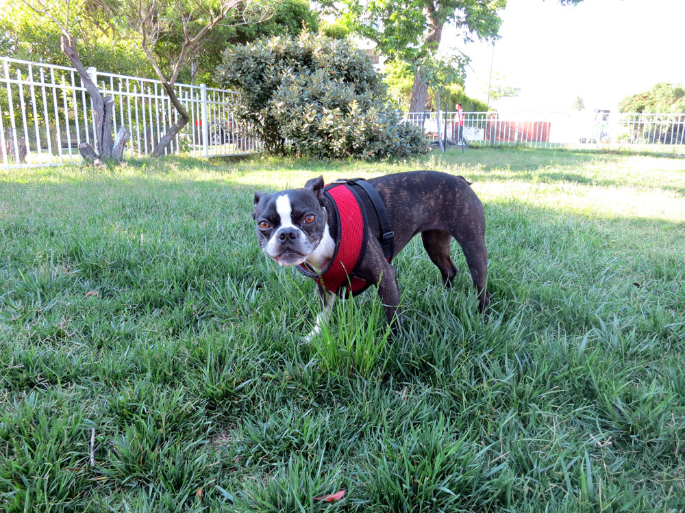 Mae at PETA Dog Park, Norfolk, VA